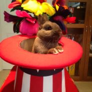 Rabbit in Hat